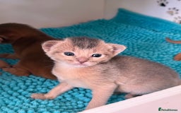 Abyssinian cats for sale: Amazing champion parents litter ❤️ - Image 7