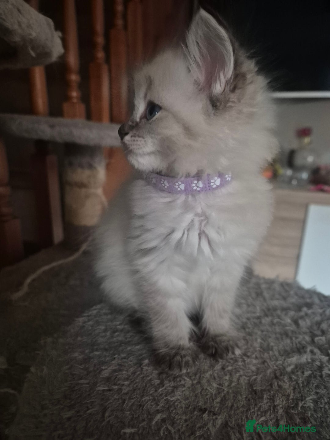 Ragdoll cats for sale: Beautiful ragdolls  - Advert 8