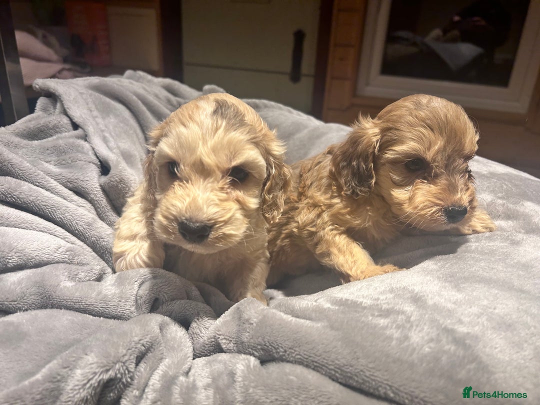 Cockapoo dogs for sale: F1 Cockerpo litter  - Advert 4