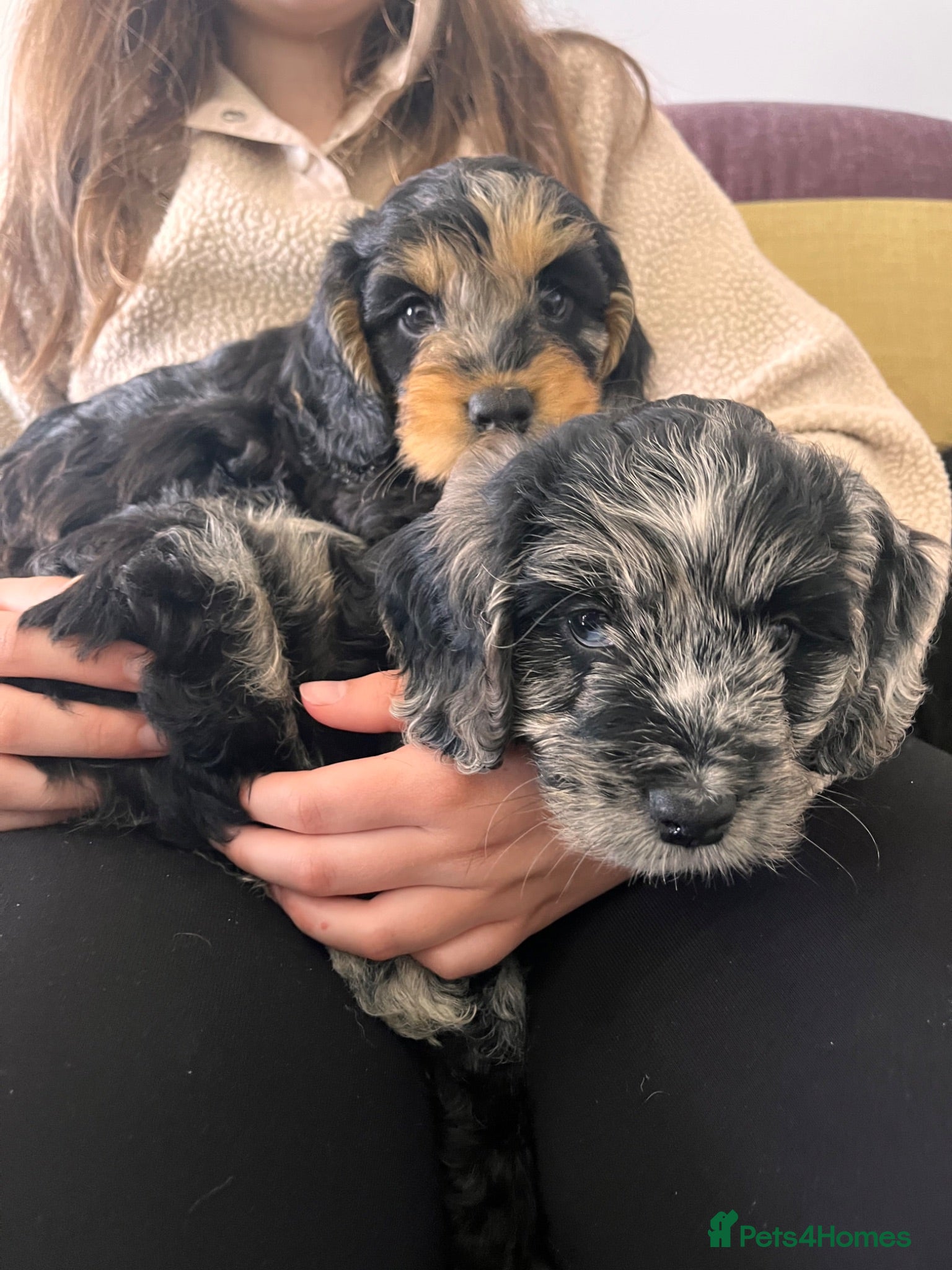 Cockapoo dogs Cockapoo F1 Merle and Tri - Advert 16