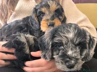 Cockapoo dogs Cockapoo F1 Merle and Tri - Advert 16