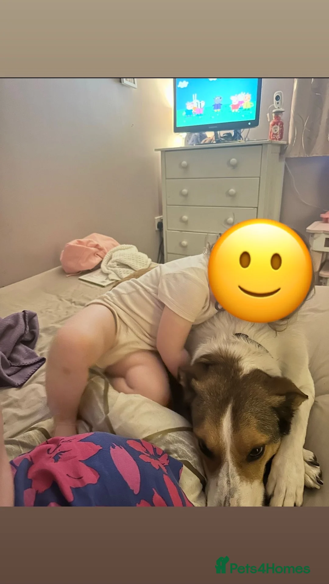 Mixed Breed dogs for sale: 7 year old Welsh Border Collie in Newtown - Advert 6