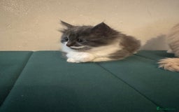 Ragdoll cats for sale: Beautiful ragdolls for sale  - Image 6