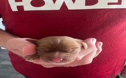 Cavalier King Charles Spaniel dogs for sale: cavalier king charles spaniels  - Image 2