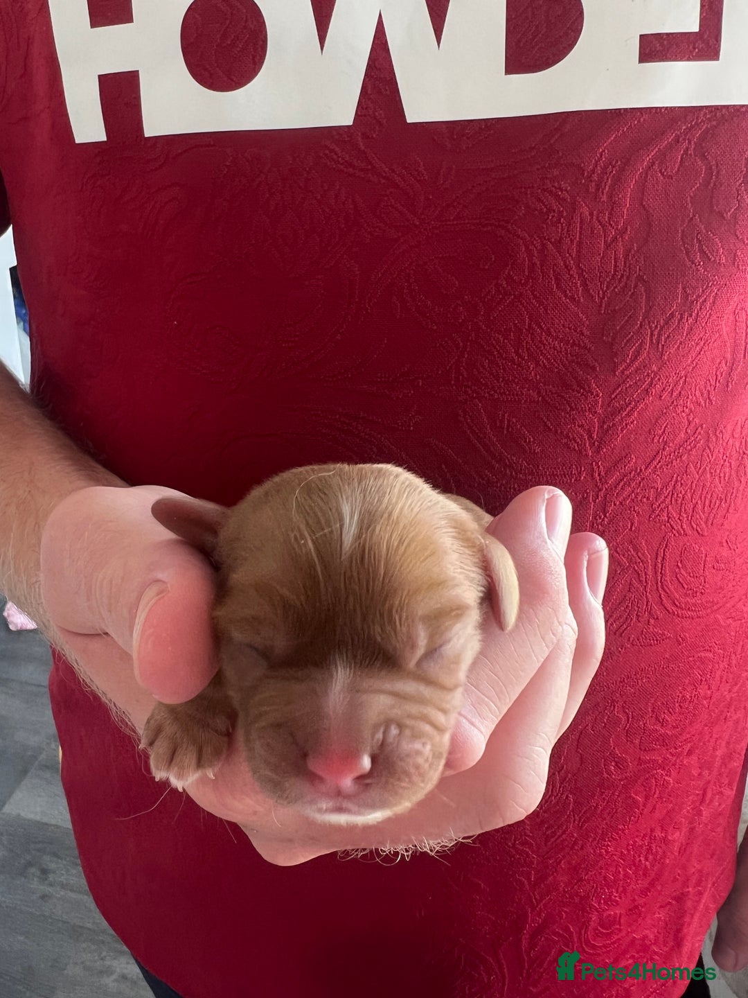 Cavalier King Charles Spaniel dogs for sale: cavalier king charles spaniels  - Image 2