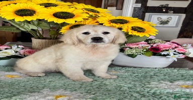 Golden Retriever dogs - Advert 6
