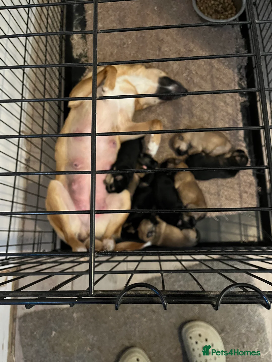 Mixed Breed dogs for sale: German shepherd X puppies - Advert 18