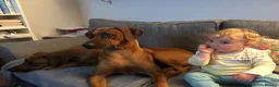 Rhodesian Ridgeback dogs for sale: Rhodesian Ridgebacks: Exceptional, 4th Generation - Advert 17