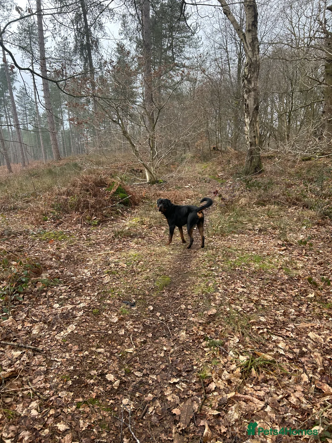 Rottweiler dogs for sale: 2 year old male full German  - Advert 14