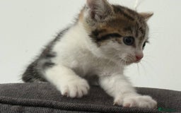American Shorthair cats for sale: Smart stunning mixed colour kittens  - Image 11