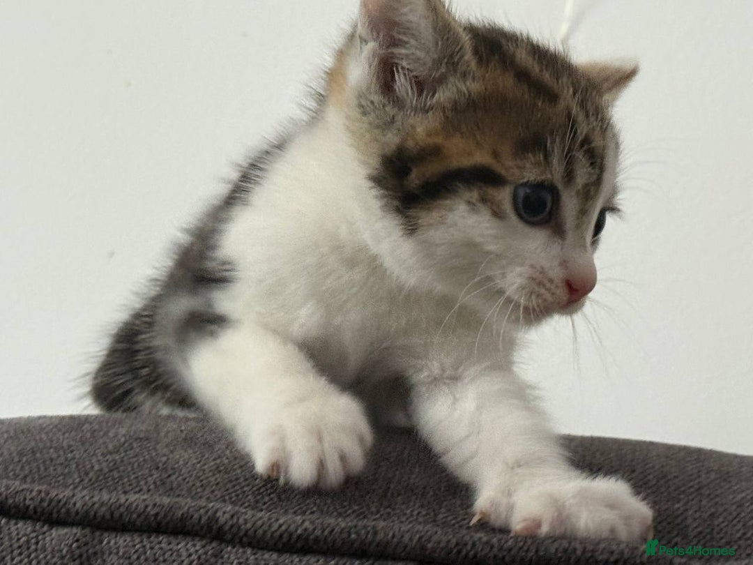 American Shorthair cats for sale: Smart stunning mixed colour kittens  - Image 11