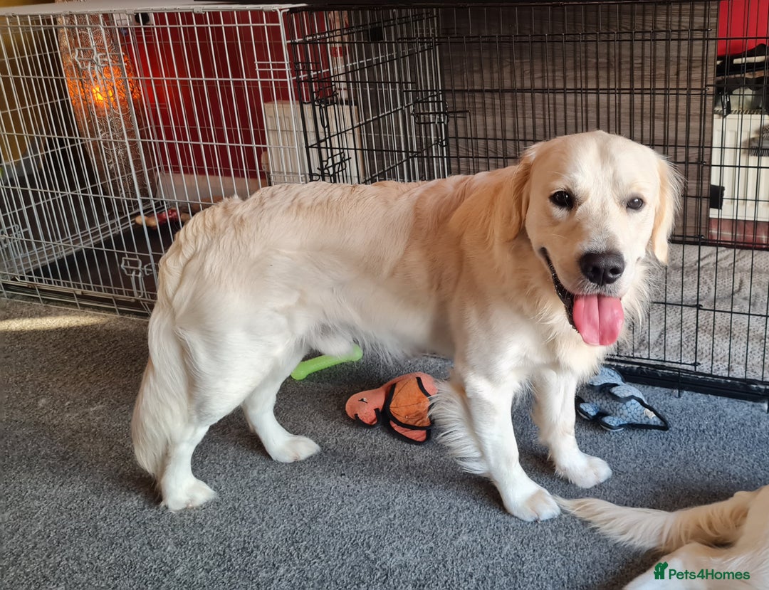 Golden Retriever dogs for sale: Stunning Golden Retriever boy - Image 6