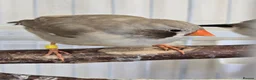 Finches birds for sale: Lovely breeding pair of zebra finches  in South Shields - Advert 2