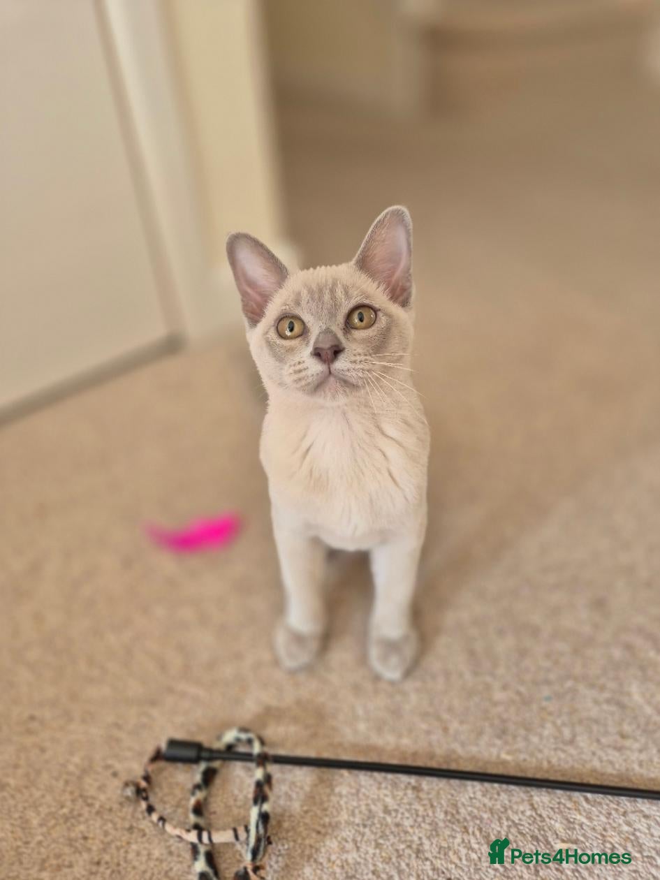 Burmese cats Gorgeous Pedigree Burmese Kittens - Advert 7