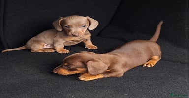 Miniature Dachshund dogs - Advert 5