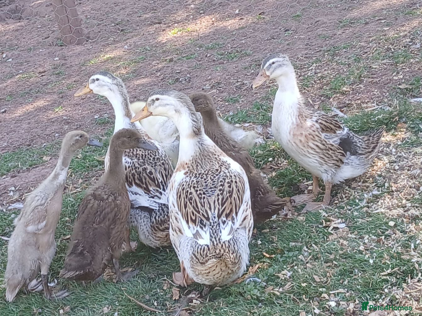Ducks poultry Large silver appleyard females - Advert 1