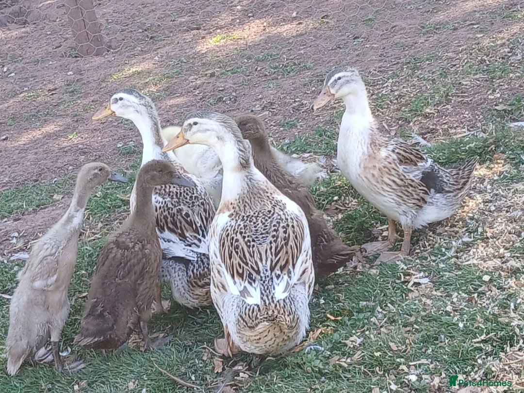 Ducks poultry for sale: Large silver appleyard females - Advert 1