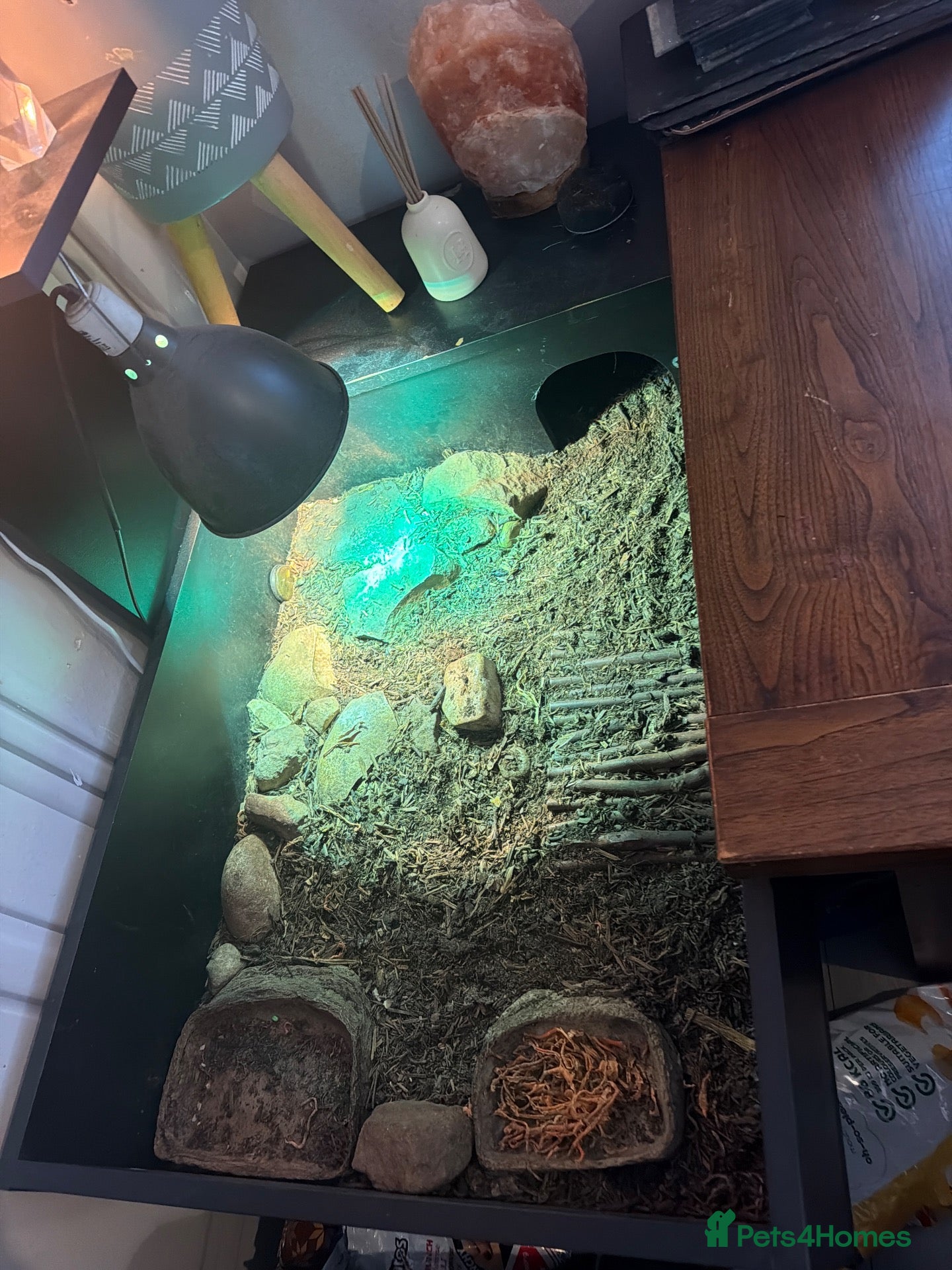Hermann Tortoise reptiles for sale: Hermann tortoise  - Advert 9