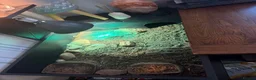 Hermann Tortoise reptiles for sale: Hermann tortoise  in Leeds - Advert 1