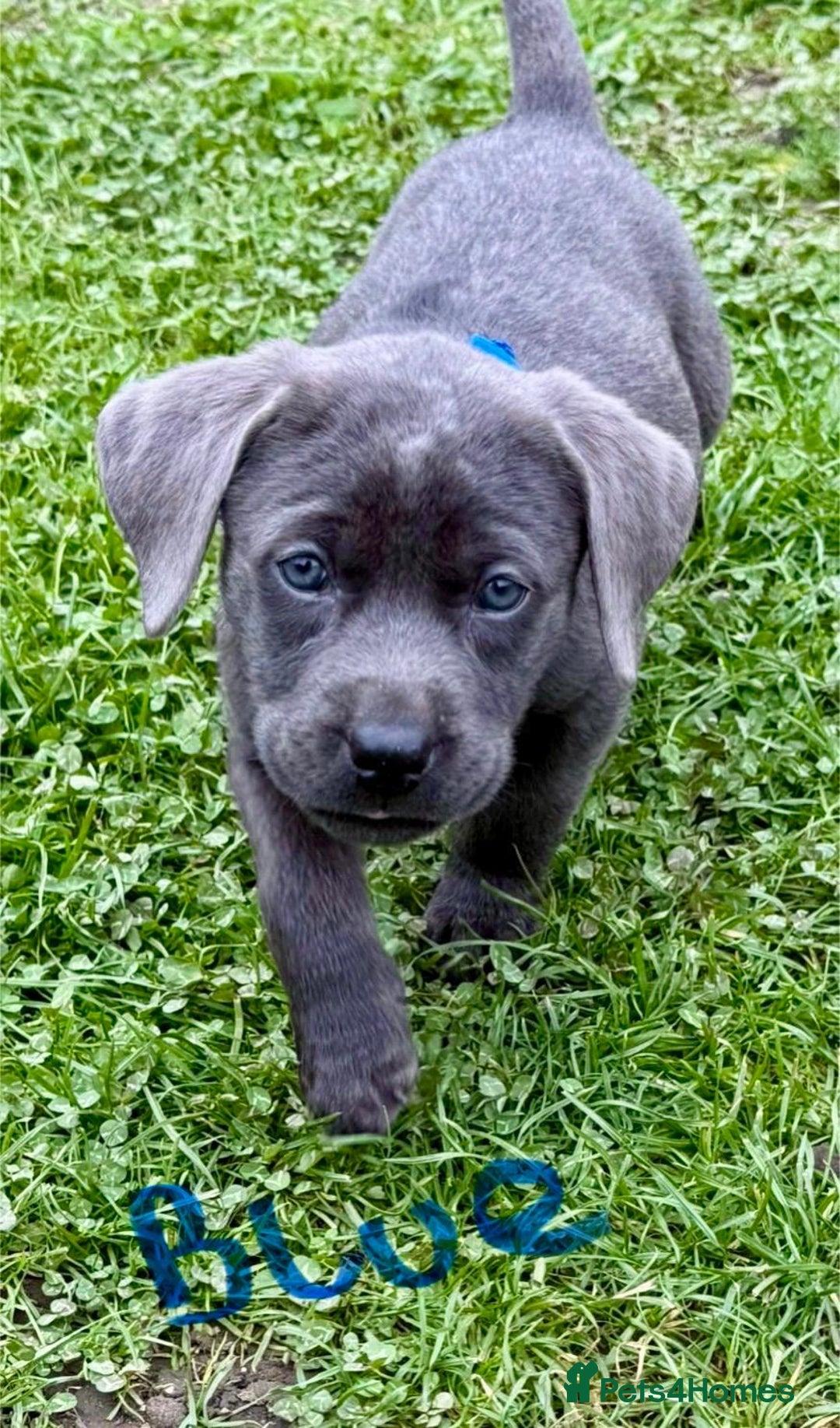 Labrador Retriever dogs for sale: Beautiful Silver Labrador pups  - Image 9