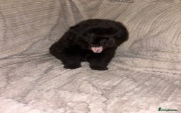 Chow Chow dogs for sale: Merle Chow Chow Pups 🐻 - Image 9