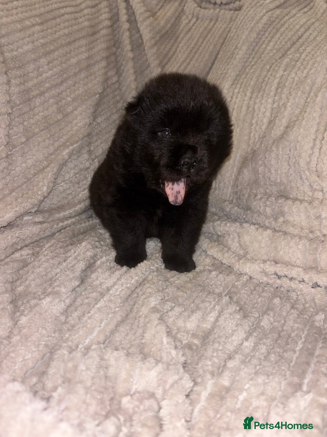 Chow Chow dogs for sale: Merle Chow Chow Pups 🐻 - Image 9