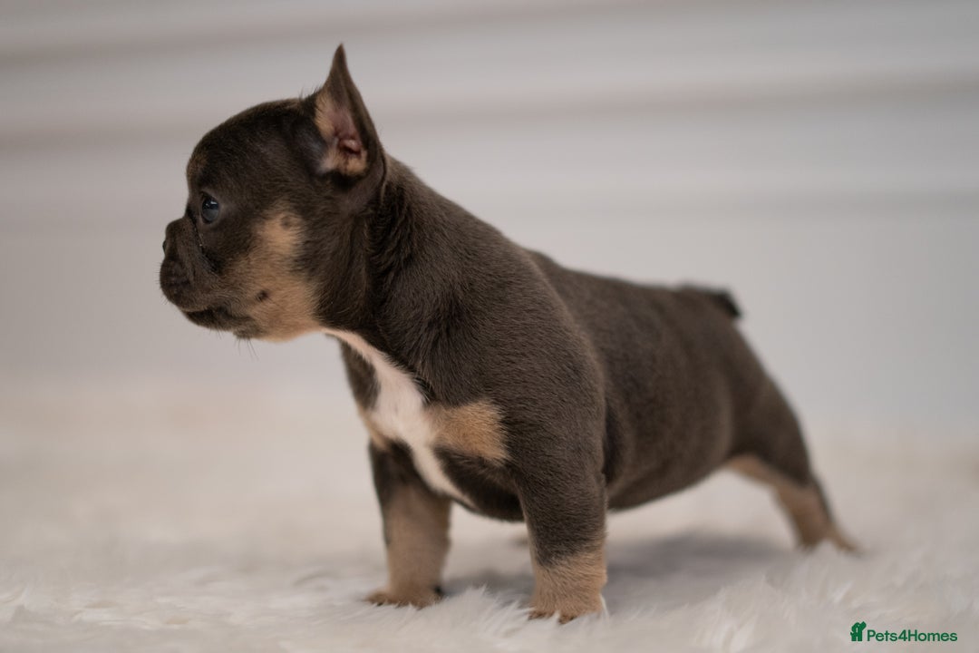 French Bulldog dogs for sale: 2 Male and 2 Female French Bulldogs - Image 11