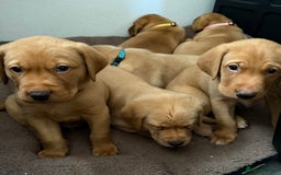 Labrador Retriever dogs for sale: Beautiful Light / fox red Labrador Retriever pups - Advert 1