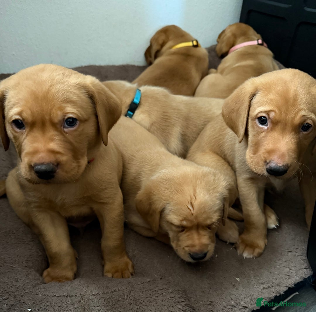 Labrador Retriever dogs for sale: Beautiful Light / fox red Labrador Retriever pups - Advert 1