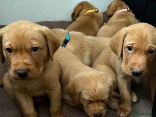 Labrador Retriever dogs Beautiful Light / fox red Labrador Retriever pups - Advert 1