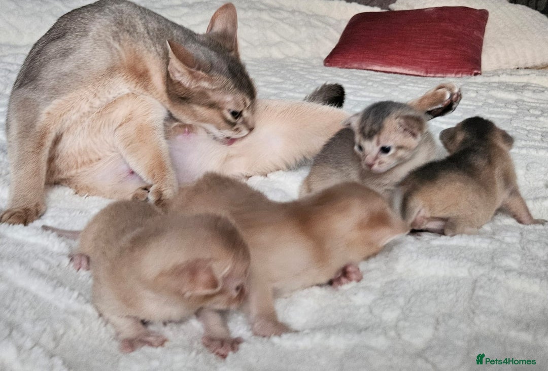 Abyssinian cats for sale: Abyssinian  - Advert 20