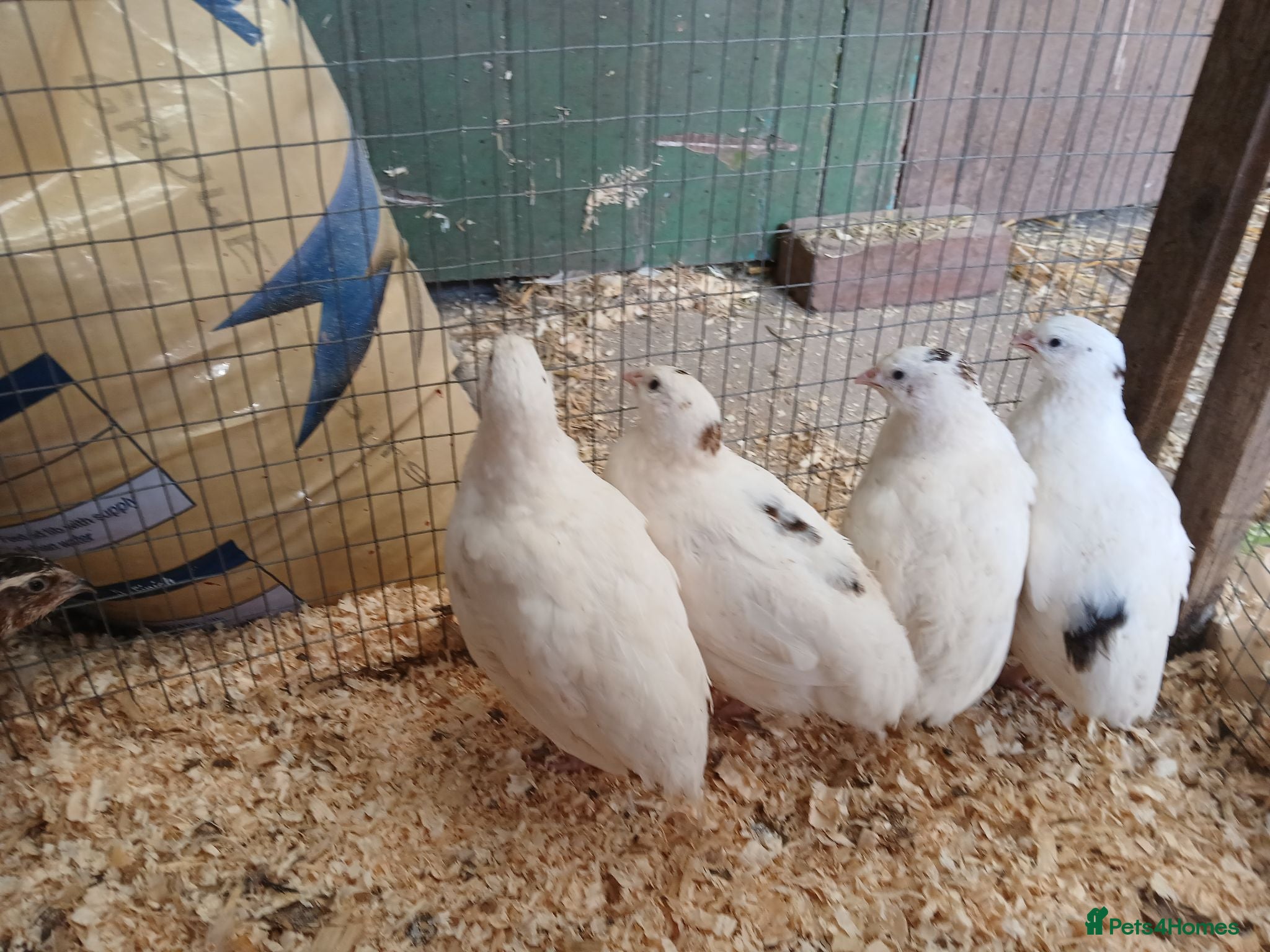 Quail poultry English white quail - Advert 1