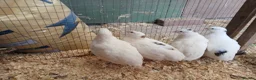 Quail poultry for sale: English white quail - Advert 1
