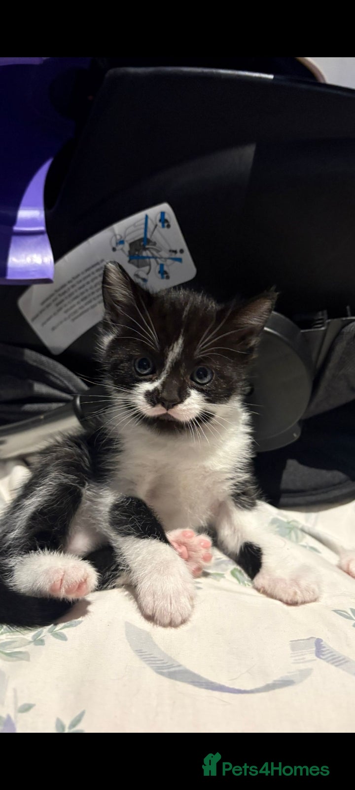 Mixed Breed cats for sale: 4 beautiful kittens.  - Advert 4