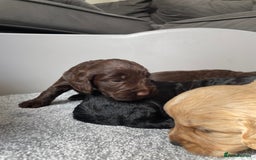 Cockapoo dogs for sale: F1 cockapoo p,r.a clear test - Image 25