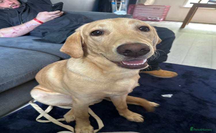 Labrador Retriever dogs - Advert 5
