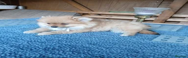 Pomeranian Puppy 1