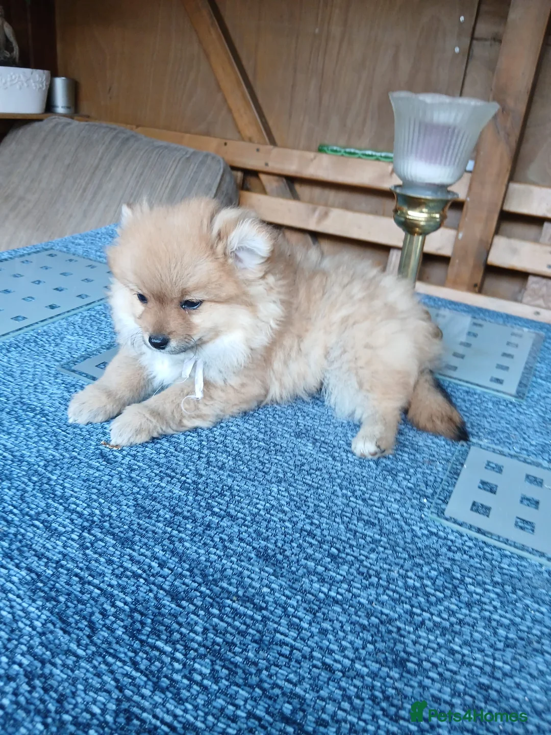 Pomeranian dogs for sale: Pomeranian Puppies - Advert 2