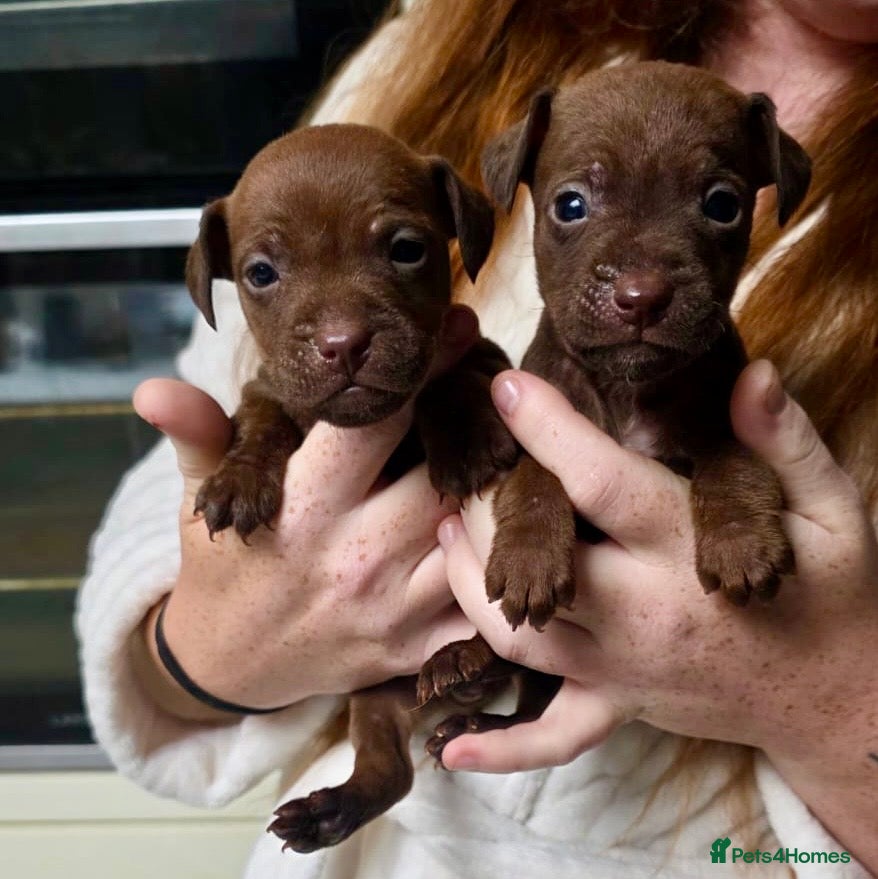 Patterdale Terrier dogs Beautiful chocolate docked Patterdale pups - Advert 1
