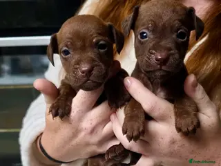 Patterdale Terrier dogs Beautiful chocolate docked Patterdale pups - Advert 1