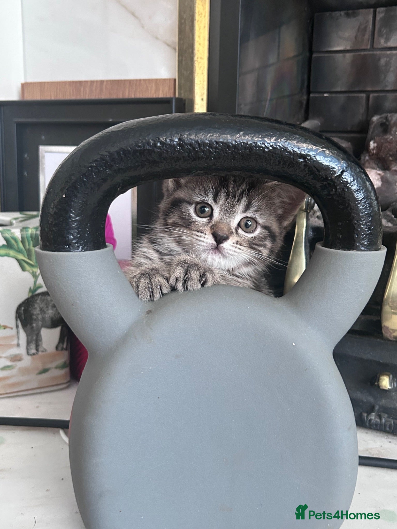Exotic cats for sale: Gorgeous kittens - ready now - Advert 1
