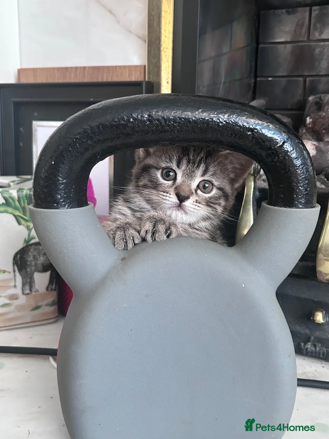 Exotic cats for sale: Gorgeous kittens - ready now - Advert 1