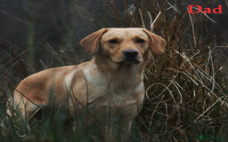 Labrador Retriever dogs for sale: 🐾 Adorable Labrador Puppies - Ready to Reserve 🐾 - Image 7