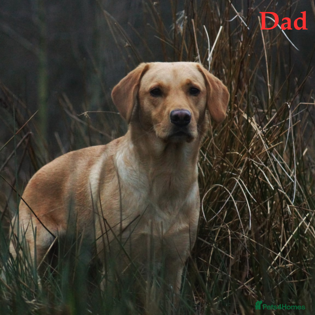 Labrador Retriever dogs for sale: 🐾 Adorable Labrador Puppies - Ready to Reserve 🐾 - Image 7
