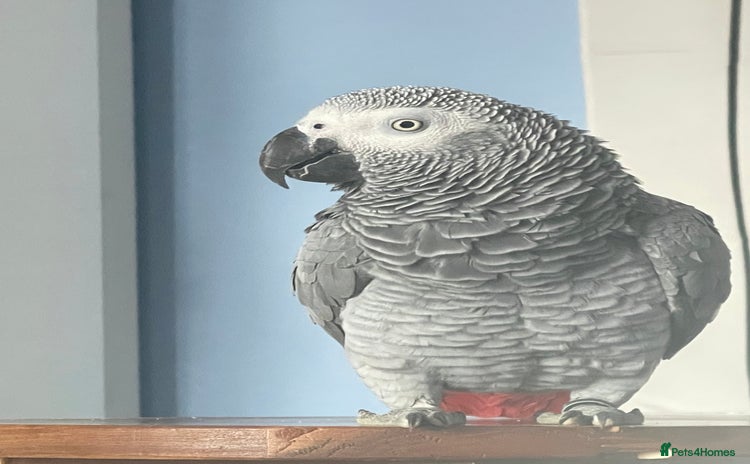 Parrots birds - Advert 4