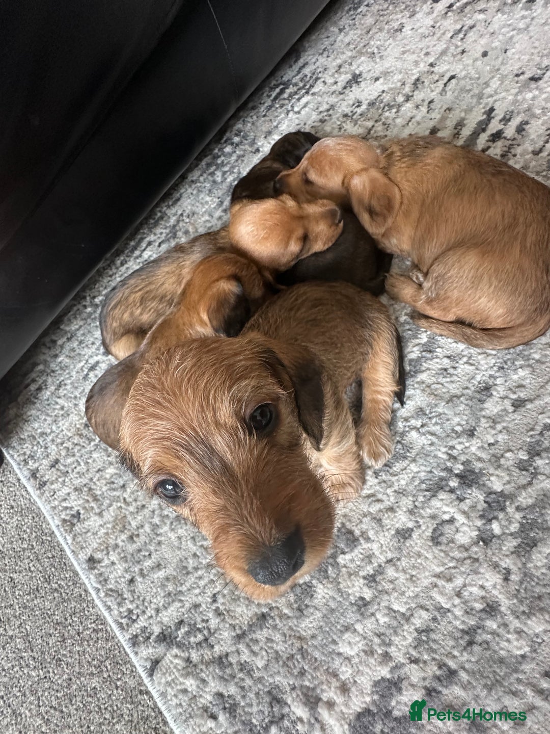 Mixed Breed dogs for sale: Doxiepoo puppys, Dachshund, Poodle - Image 1