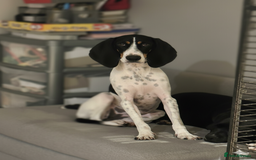 Mixed Breed cats for adoption: Lisbon - Sweetheart Dog with much love to give.  - Image 3