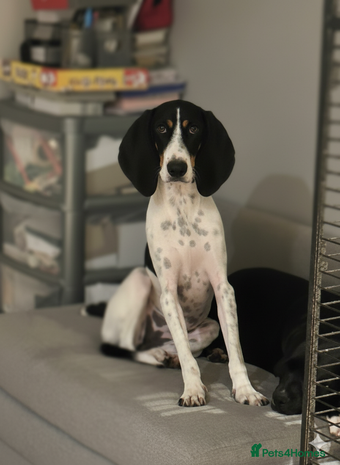 Mixed Breed cats for adoption: Lisbon - Sweetheart Dog with much love to give.  - Image 3