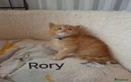 Maine Coon cats for sale: Gorgeous maine coon kittens - Image 1