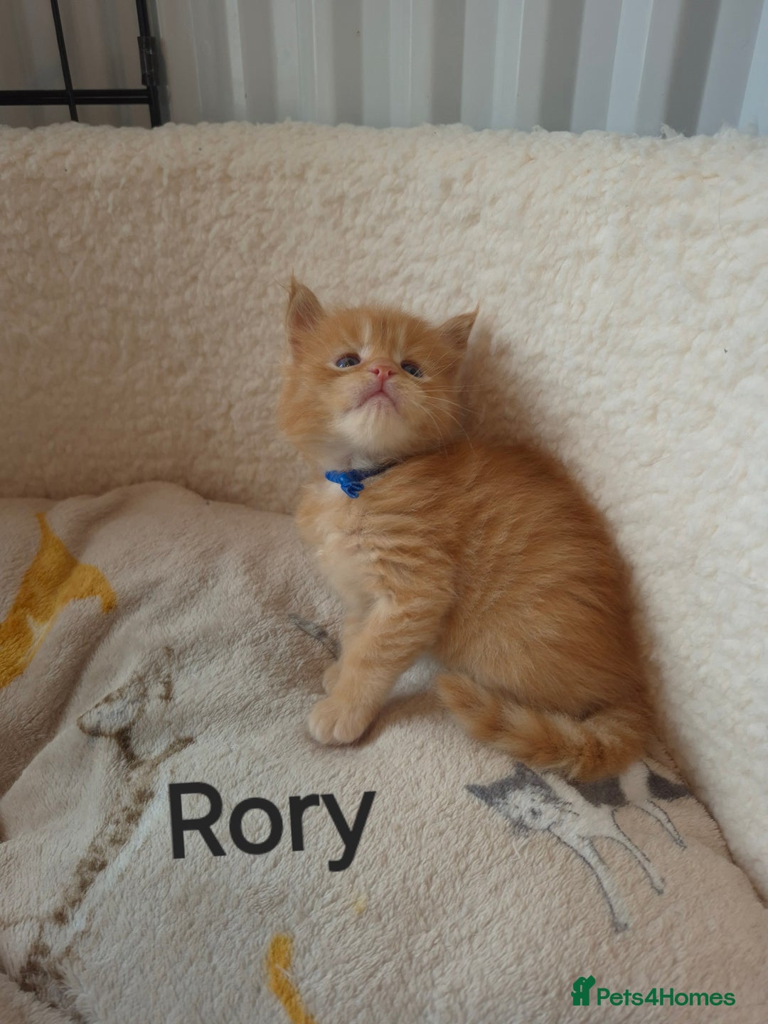 Maine Coon cats for sale: Gorgeous maine coon kittens - Image 1